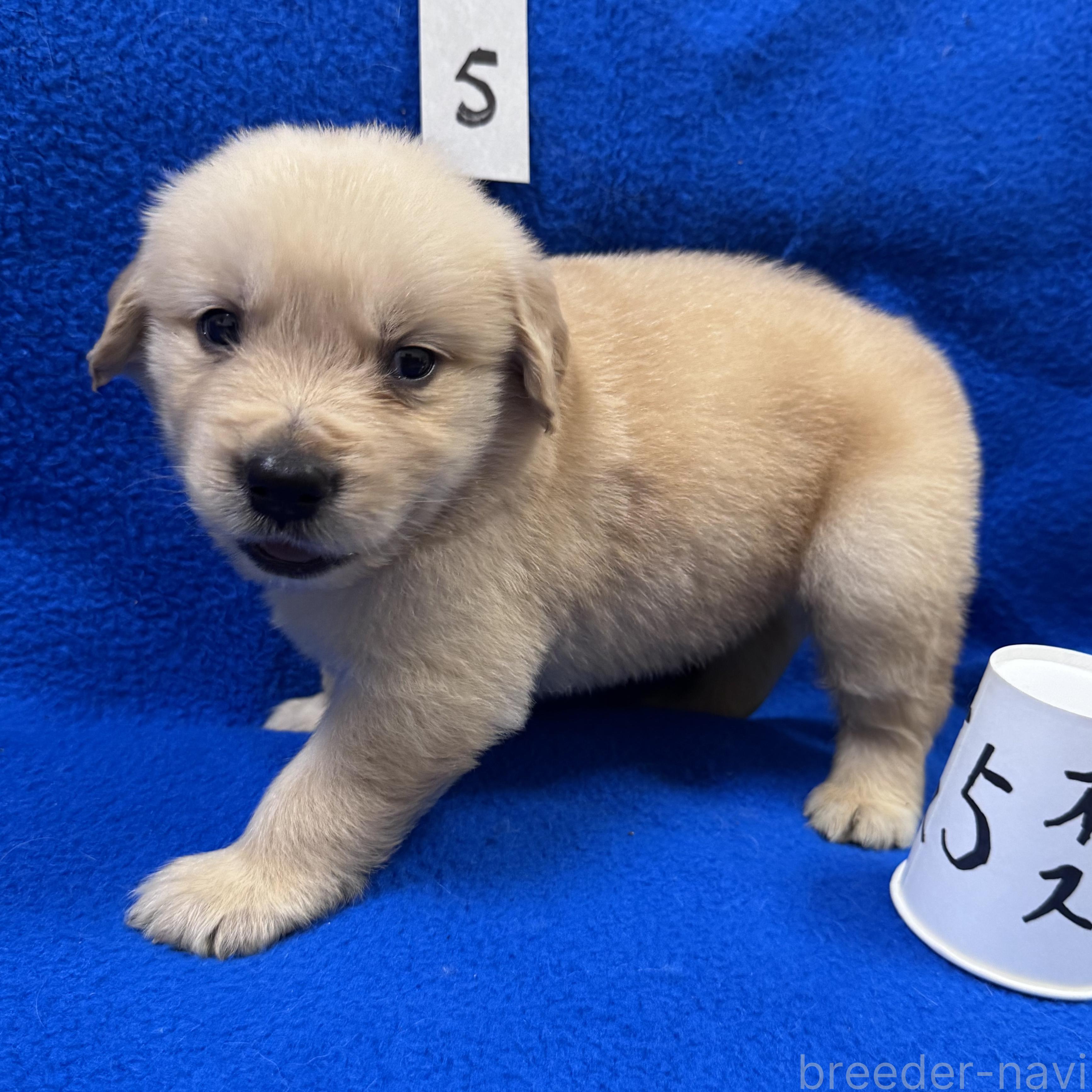 販売中の福岡県のゴールデンレトリーバー-394611の4枚目