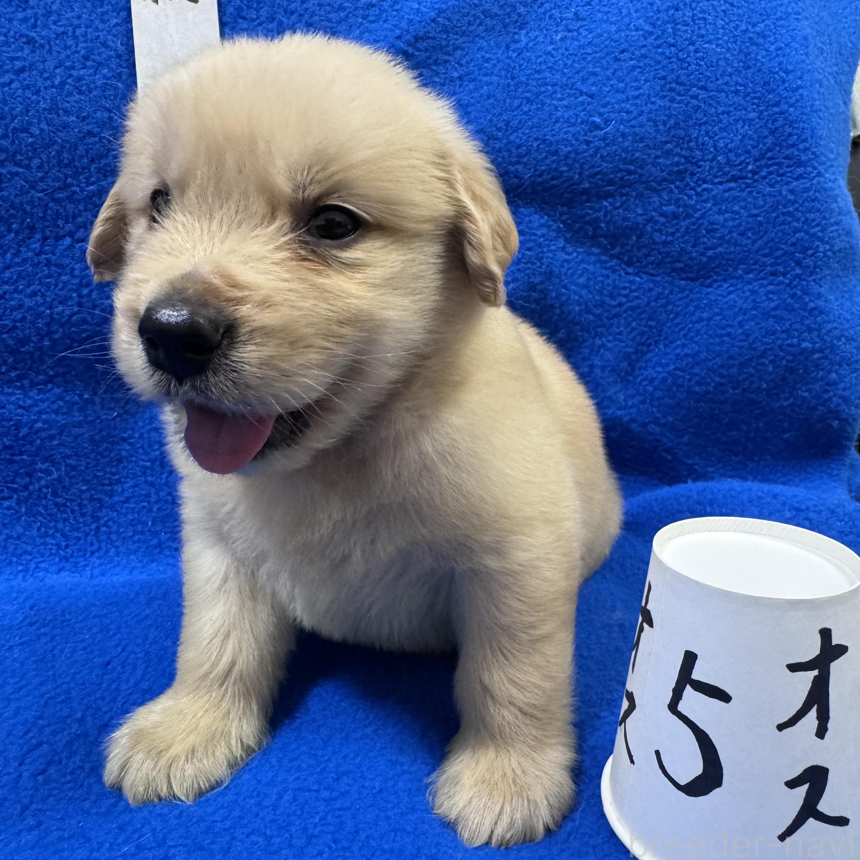 販売中の福岡県のゴールデンレトリーバー-394611の3枚目