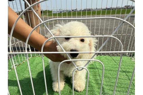 販売中の岐阜県のビションフリーゼ-378564の3枚目