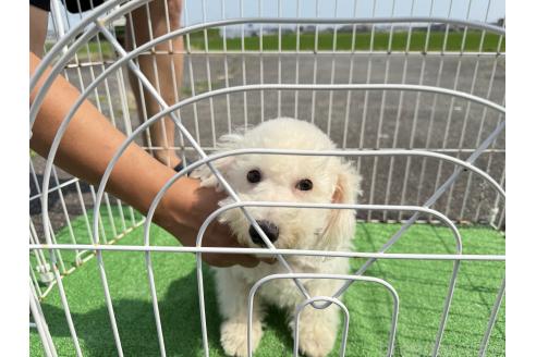 販売中の岐阜県のビションフリーゼ-378564の2枚目