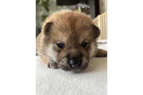 販売中の群馬県の柴犬-394983の7枚目