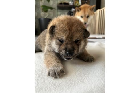 販売中の群馬県の柴犬-394983の6枚目