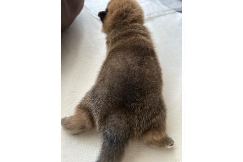 販売中の群馬県の柴犬-394983の5枚目