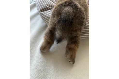 販売中の群馬県の柴犬-394983の4枚目