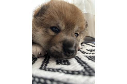 販売中の群馬県の柴犬-394983の3枚目