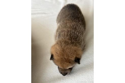 販売中の群馬県の柴犬-394983の2枚目