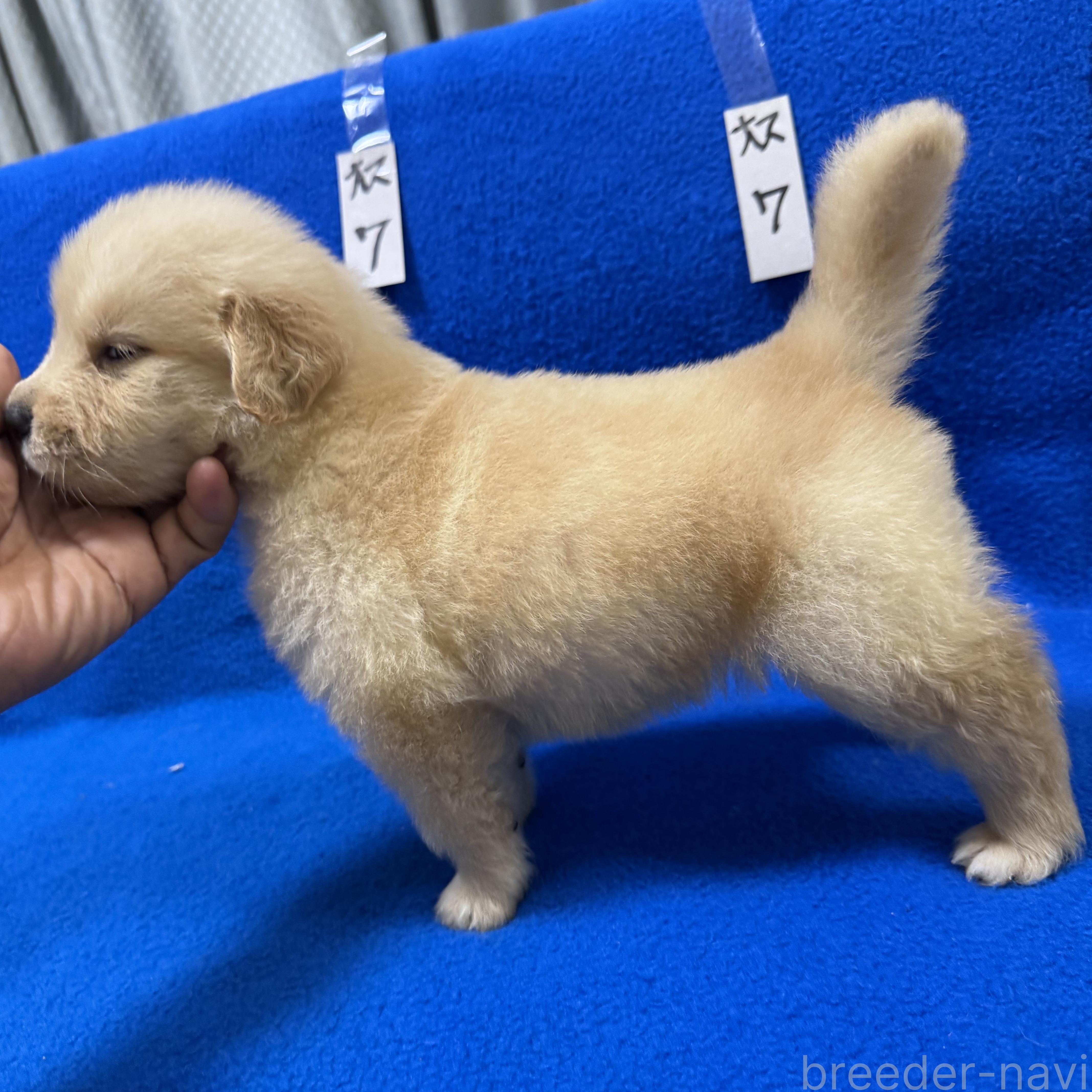 販売中の福岡県のゴールデンレトリーバー-394620の5枚目