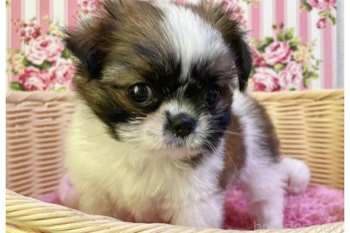 成約済の秋田県のチワズー:チワワ×シーズー-393445の11枚目