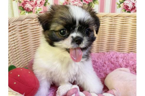 成約済の秋田県のチワズー:チワワ×シーズー-393445の6枚目