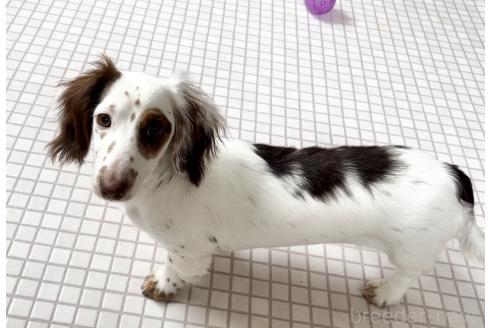 成約済の神奈川県のミニチュアダックスフンド(ロングヘアード)-359909の2枚目