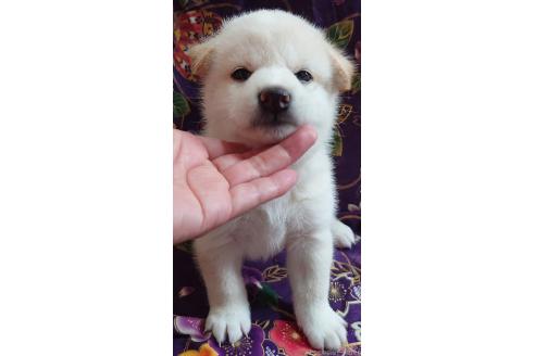 成約済の大阪府の柴犬-393163の19枚目