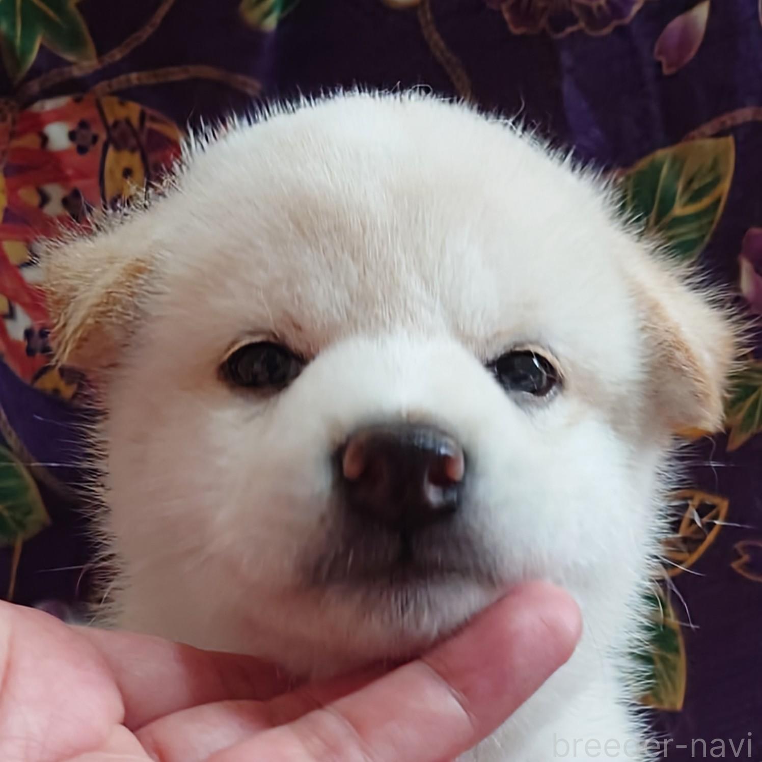成約済の大阪府の柴犬-393163の18枚目