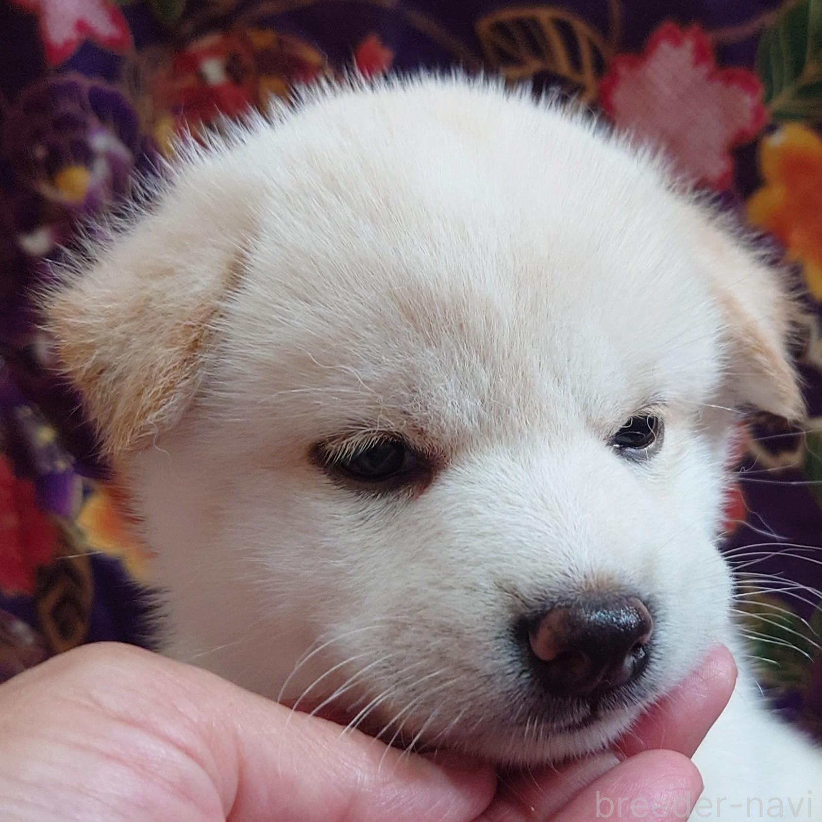 成約済の大阪府の柴犬-393163の17枚目