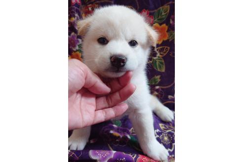 成約済の大阪府の柴犬-393163の15枚目