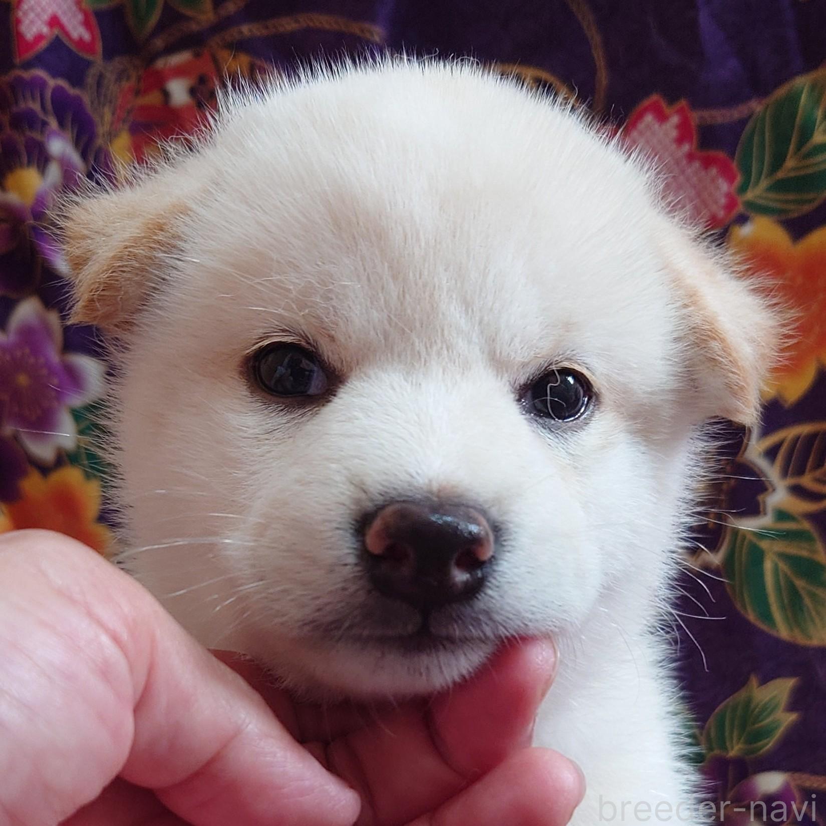 成約済の大阪府の柴犬-393163の14枚目
