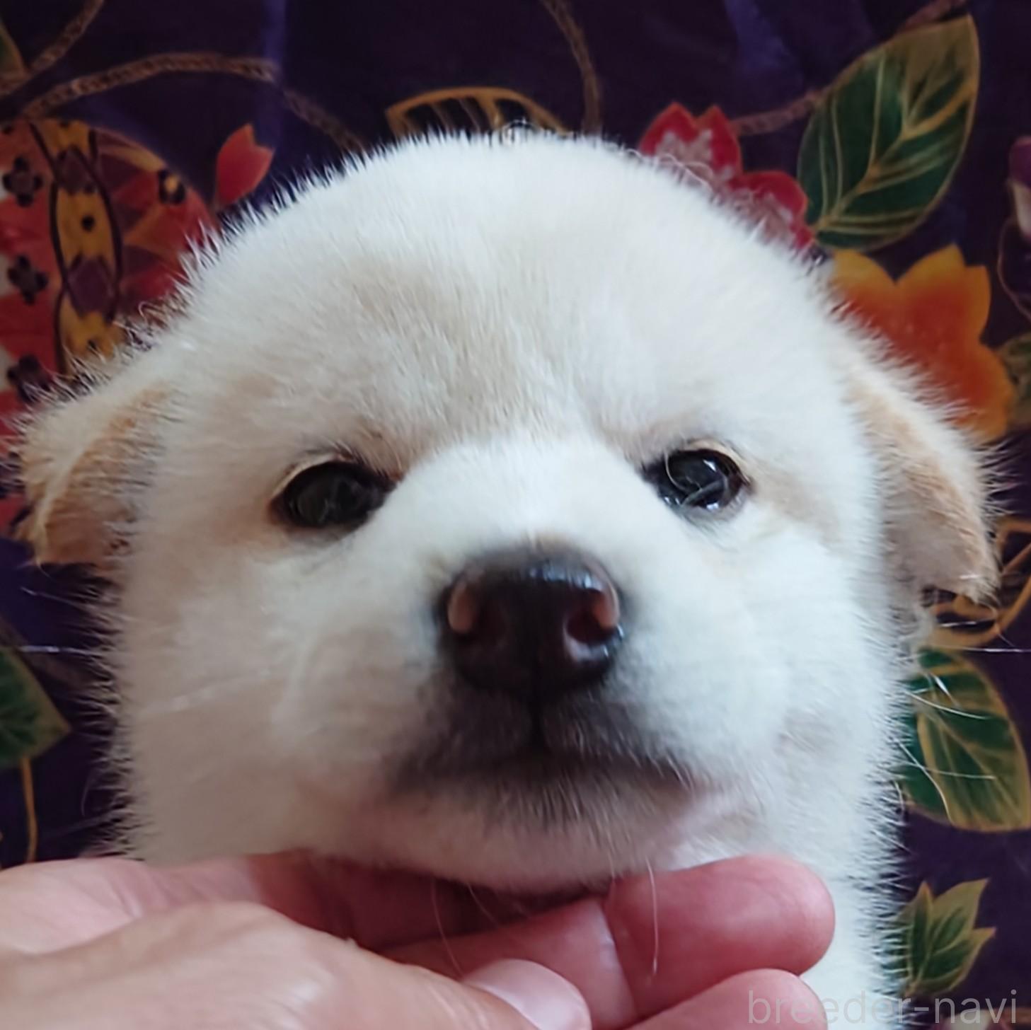 成約済の大阪府の柴犬-393163の13枚目
