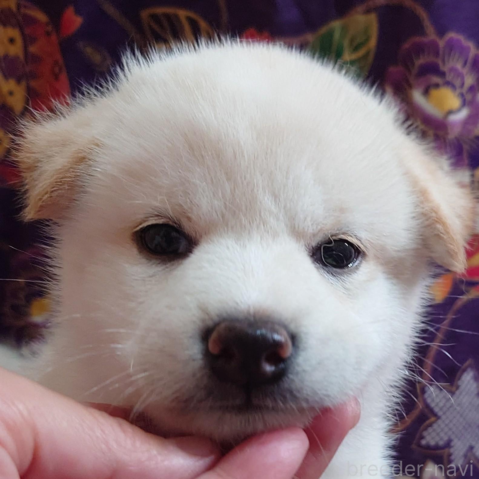 成約済の大阪府の柴犬-393163の11枚目