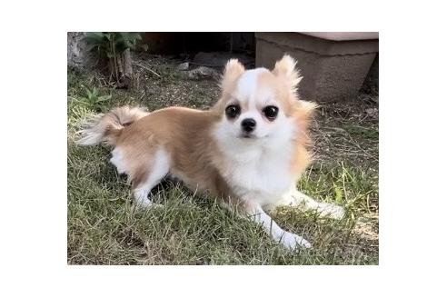 おこげちゃん1枚目