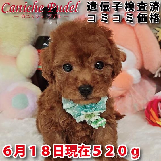 販売中の岐阜県のトイプードル-394403