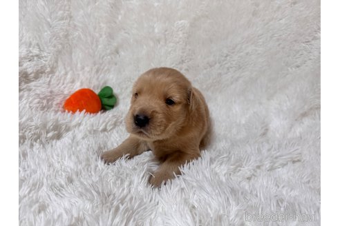 販売中の茨城県のゴールデンレトリーバー-394592の3枚目