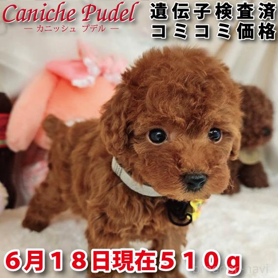 販売中の岐阜県のトイプードル-394404