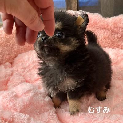 販売中の群馬県のチワワ(ロングコート)-394405の9枚目