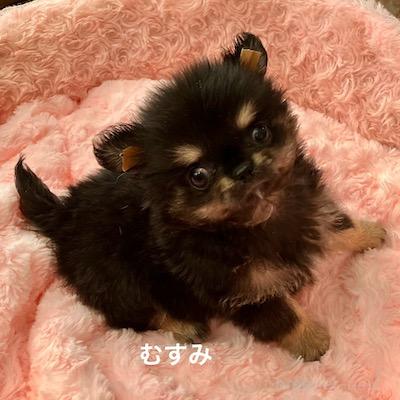販売中の群馬県のチワワ(ロングコート)-394405の8枚目