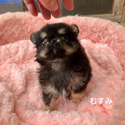 販売中の群馬県のチワワ(ロングコート)-394405の7枚目