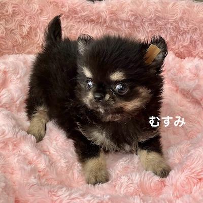 販売中の群馬県のチワワ(ロングコート)-394405の6枚目