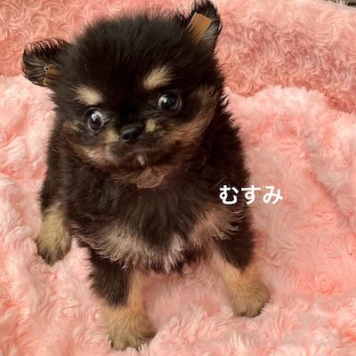 販売中の群馬県のチワワ(ロングコート)-394405