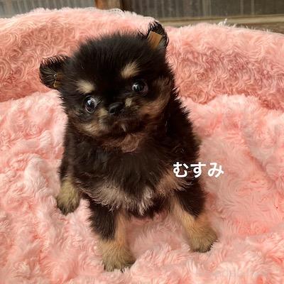 販売中の群馬県のチワワ(ロングコート)-394405の4枚目