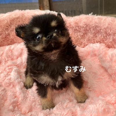 販売中の群馬県のチワワ(ロングコート)-394405の5枚目