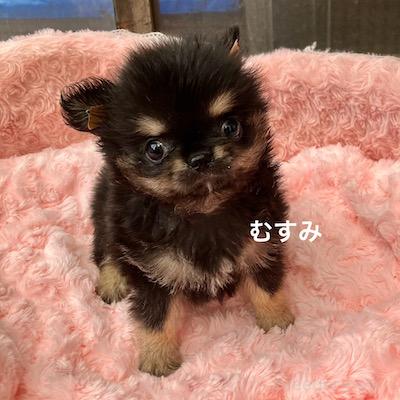 販売中の群馬県のチワワ(ロングコート)-394405の3枚目