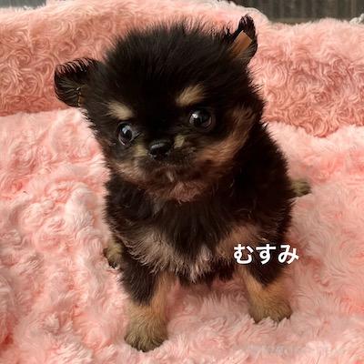 販売中の群馬県のチワワ(ロングコート)-394405の2枚目