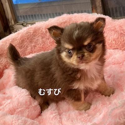 販売中の群馬県のチワワ(ロングコート)-394407の10枚目