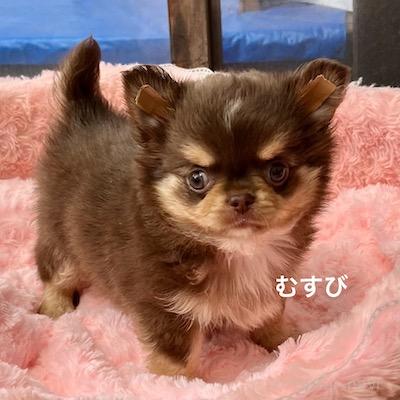 販売中の群馬県のチワワ(ロングコート)-394407の8枚目