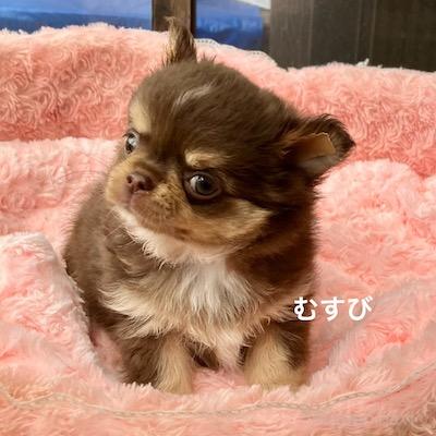 販売中の群馬県のチワワ(ロングコート)-394407の4枚目