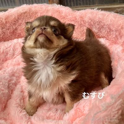 販売中の群馬県のチワワ(ロングコート)-394407の3枚目