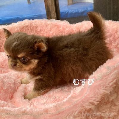 販売中の群馬県のチワワ(ロングコート)-394407の2枚目