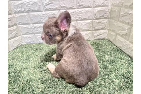 販売中の愛知県のフレンチブルドッグ-394600の2枚目
