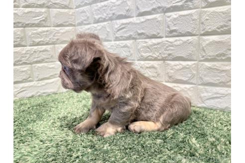販売中の愛知県のフレンチブルドッグ-394599の3枚目