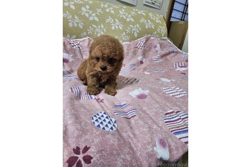 販売中の埼玉県のティーカッププードル-394409の9枚目