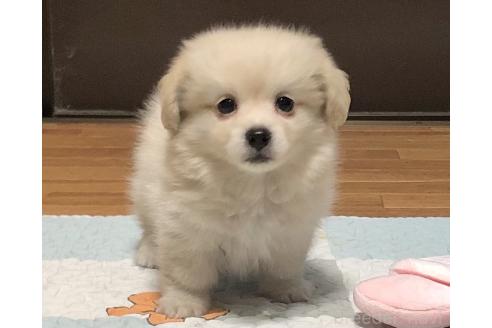 商談中の千葉県のミックス犬-394414の5枚目