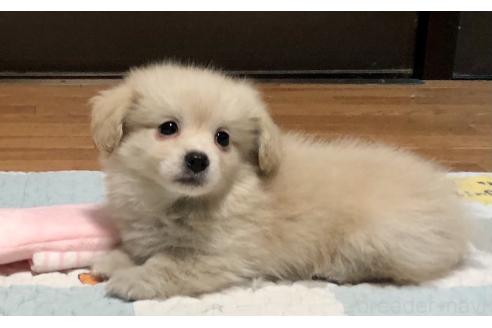 商談中の千葉県のミックス犬-394414の4枚目