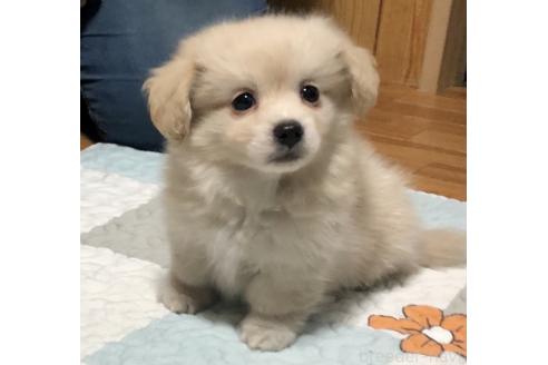 商談中の千葉県のミックス犬-394414の3枚目
