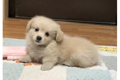 商談中の千葉県のミックス犬-394414の2枚目