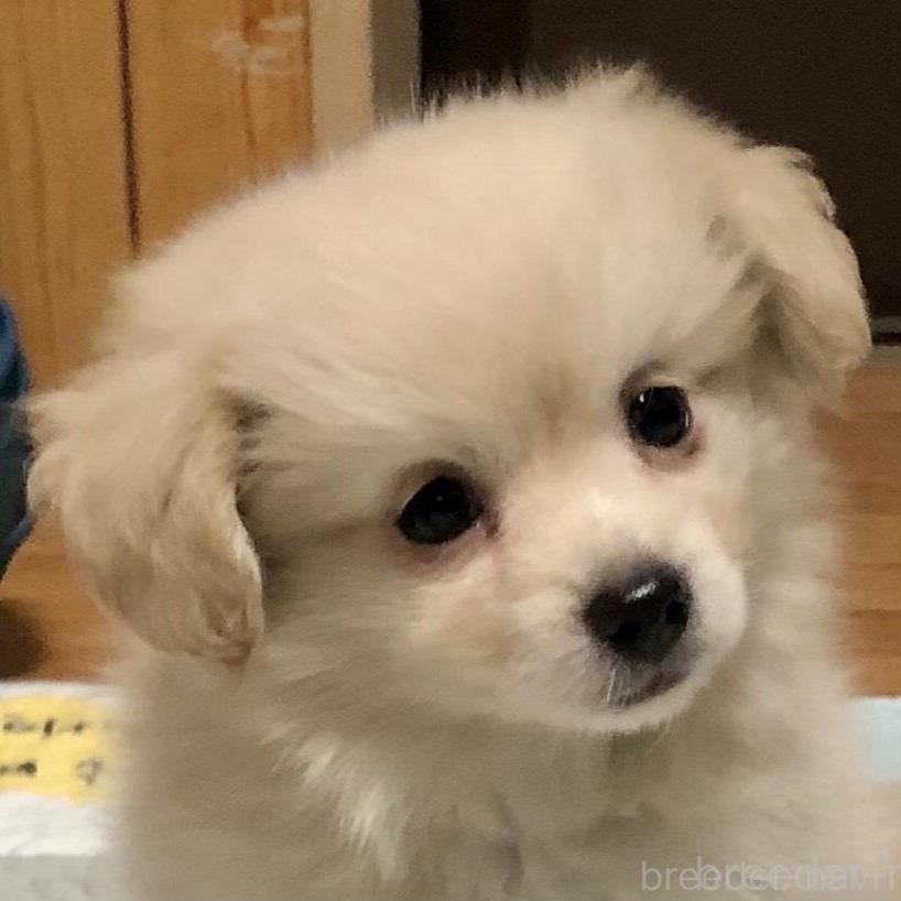 商談中の千葉県のミックス犬-394414の1枚目