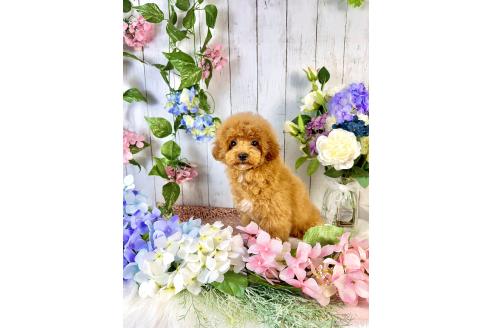 販売中の岡山県のティーカッププードル-376475の2枚目