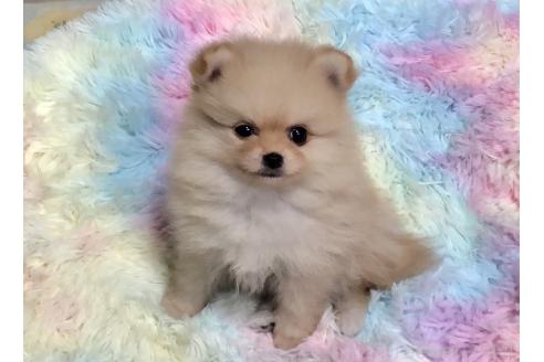販売中の千葉県のポメチワ:ポメラニアン×チワワ-394415の4枚目