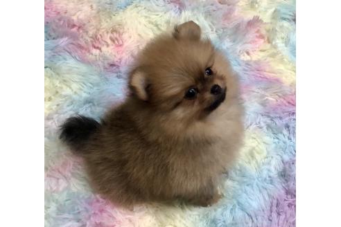 販売中の千葉県のポメチワ:ポメラニアン×チワワ-394416の4枚目